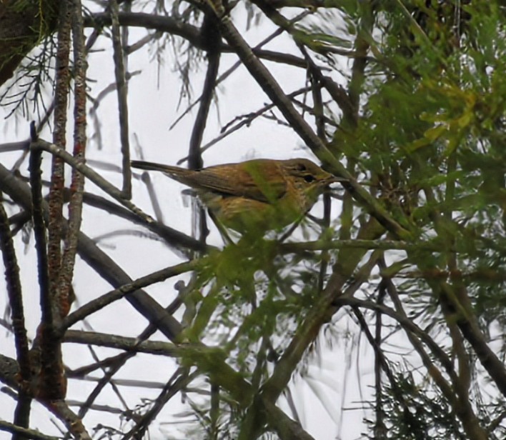 Тростниковая камышевка (группа baeticatus) - ML646165480
