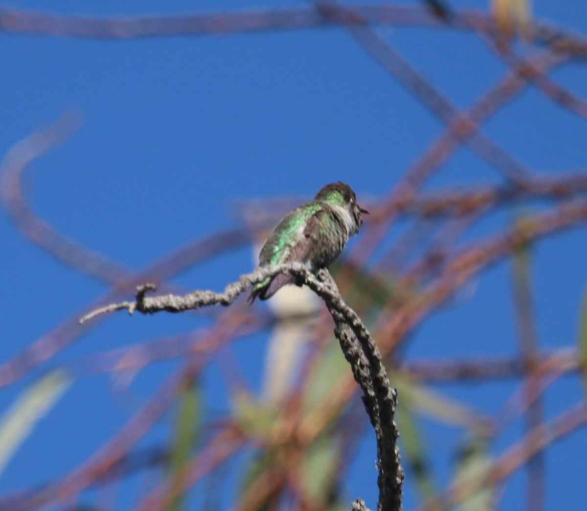 Anna's Hummingbird - ML646165486