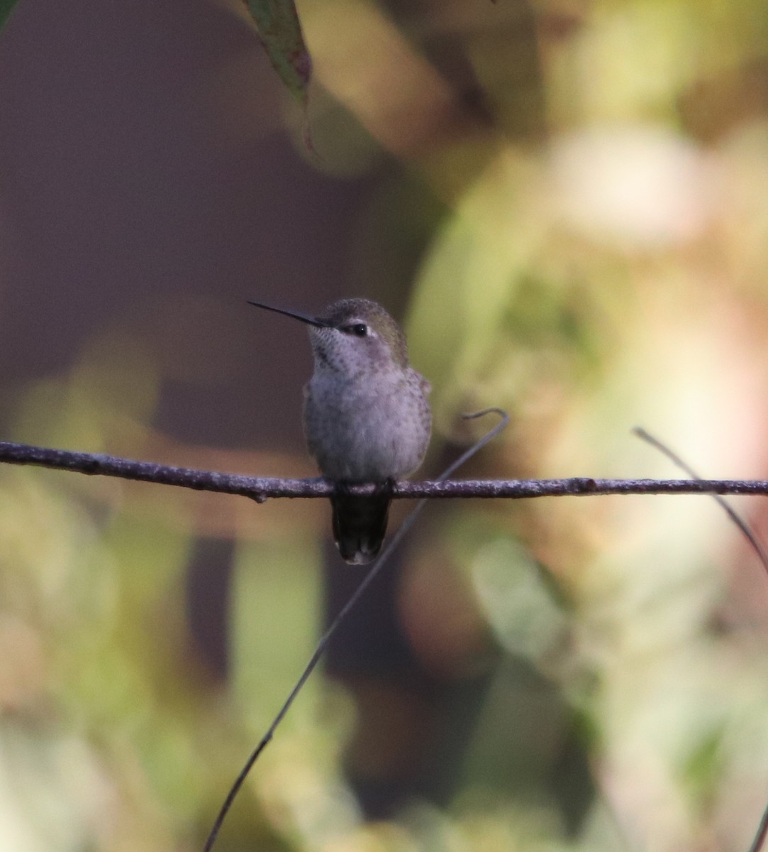 Anna's Hummingbird - ML646165487