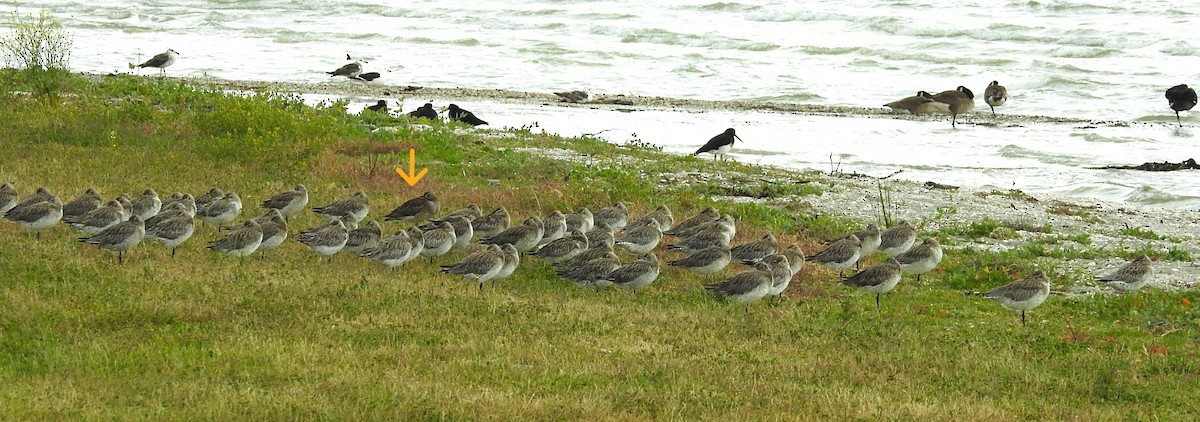 Bar-tailed Godwit - ML646165488