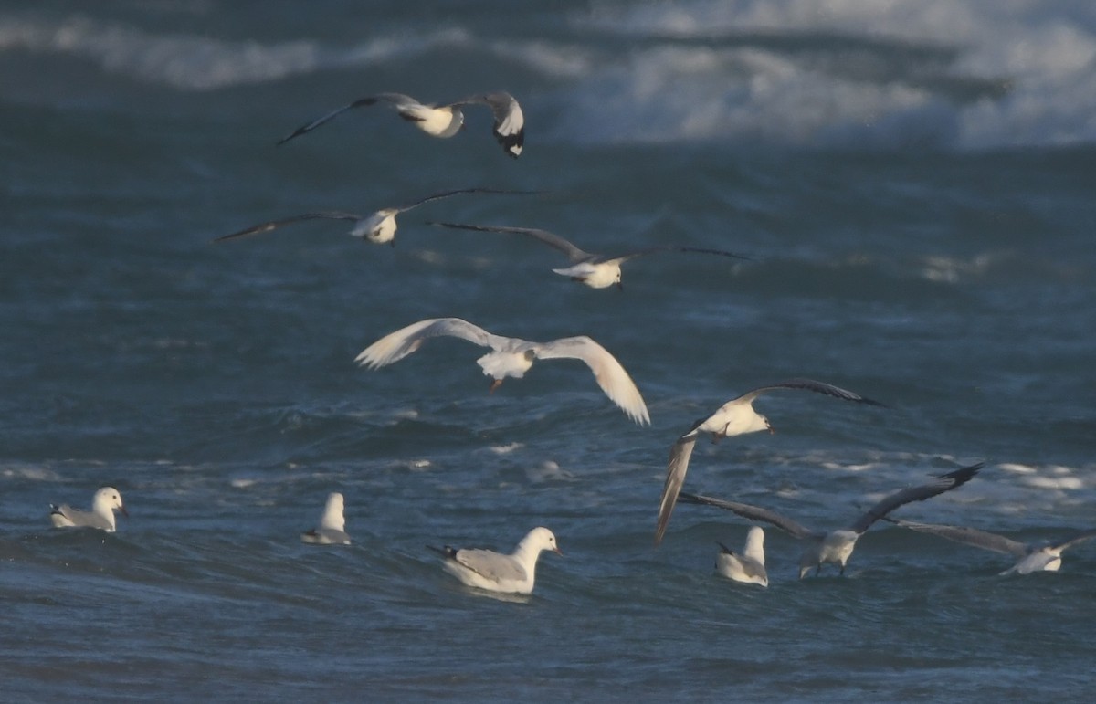 Hartlaub's Gull - ML646165493