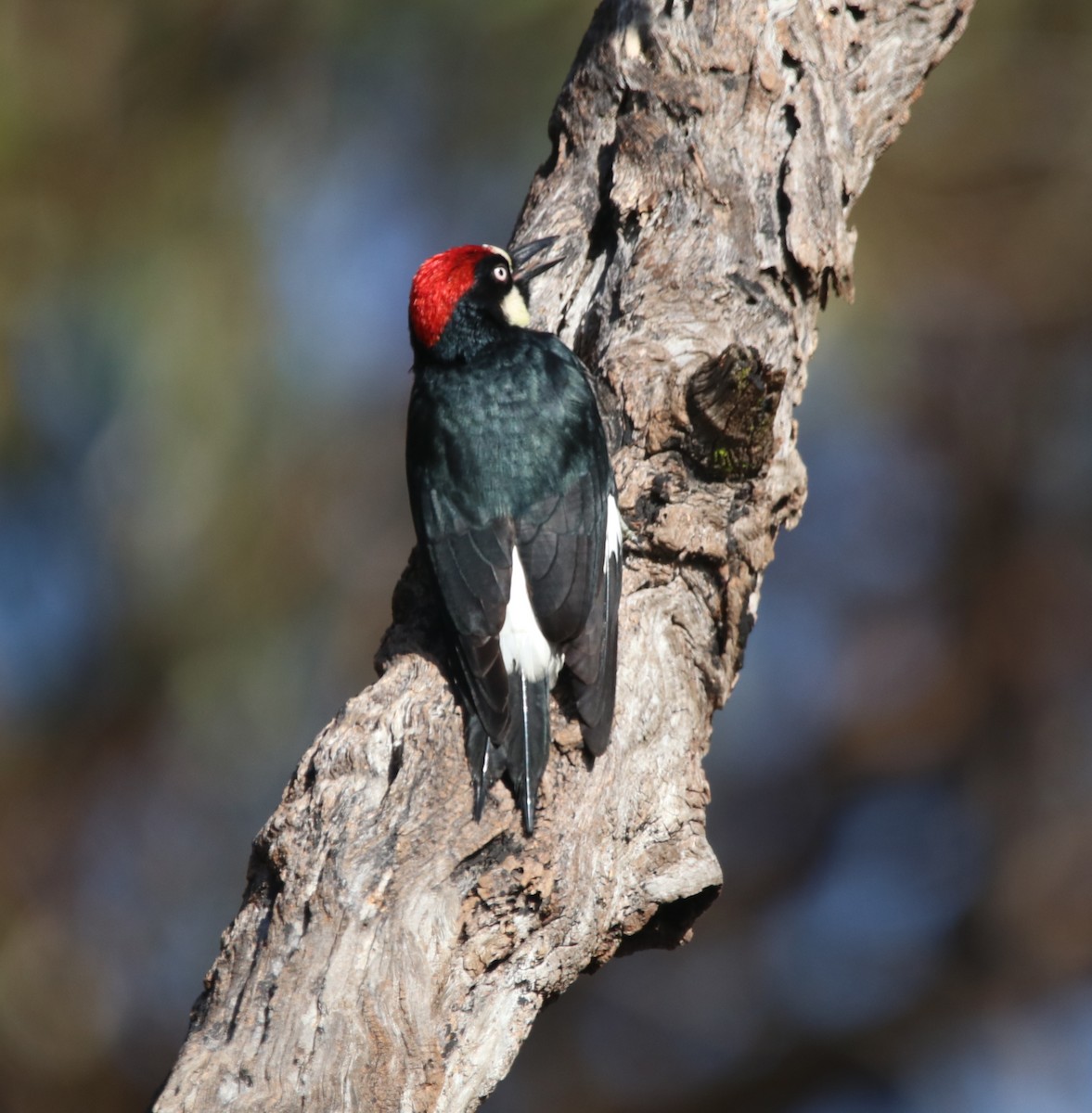 Acorn Woodpecker - ML646165495