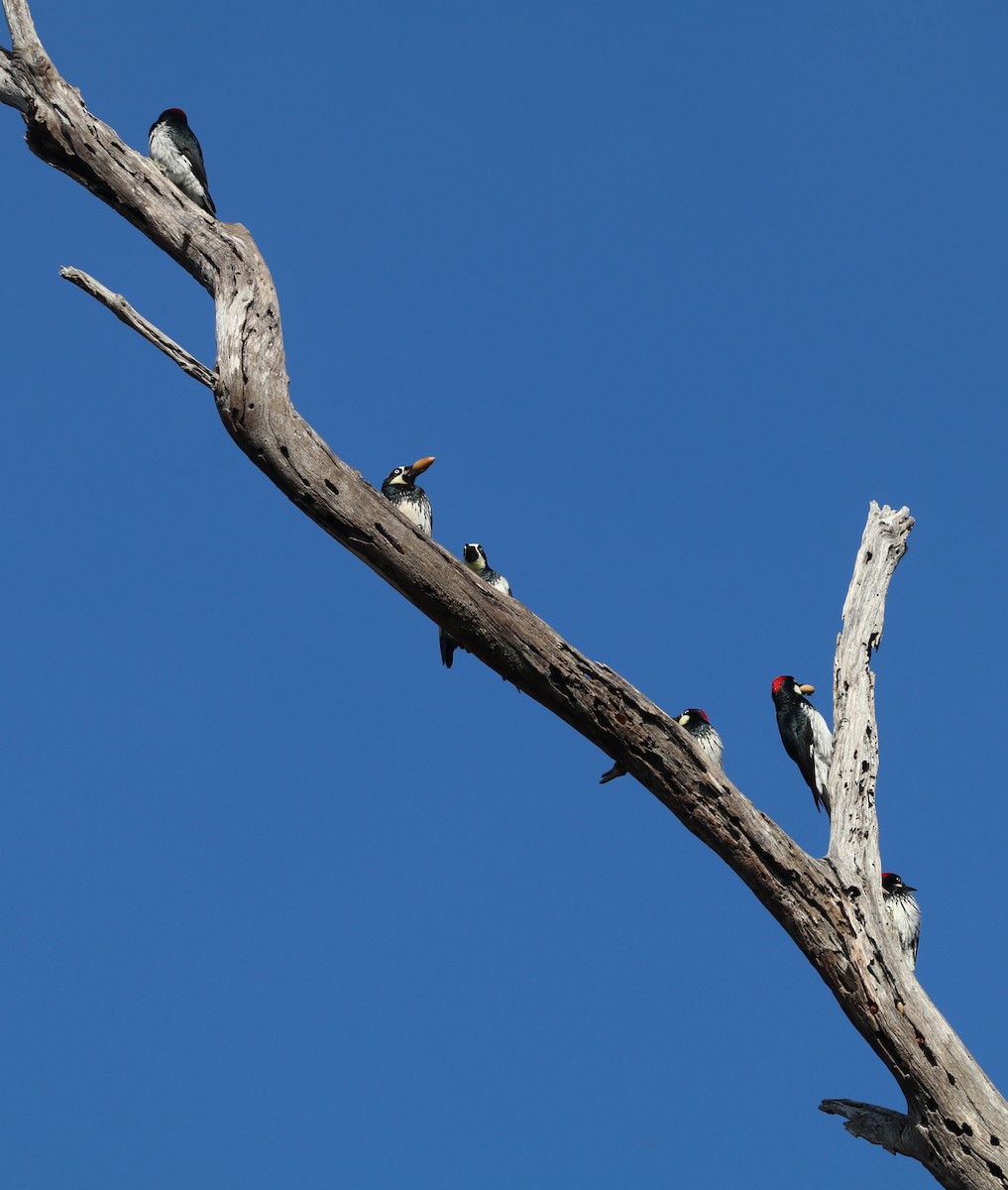 Acorn Woodpecker - ML646165496