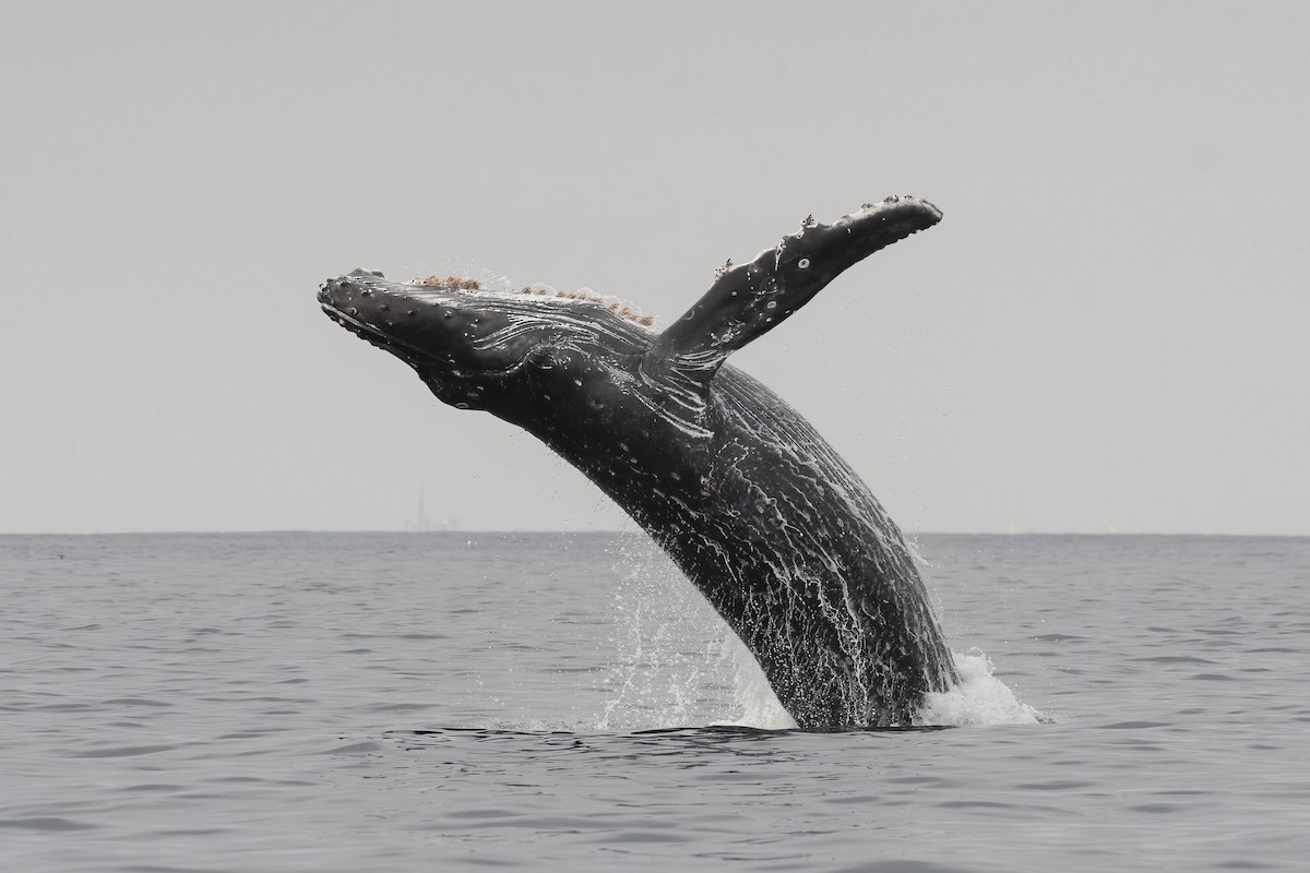 Humpback Whale - ML646165497