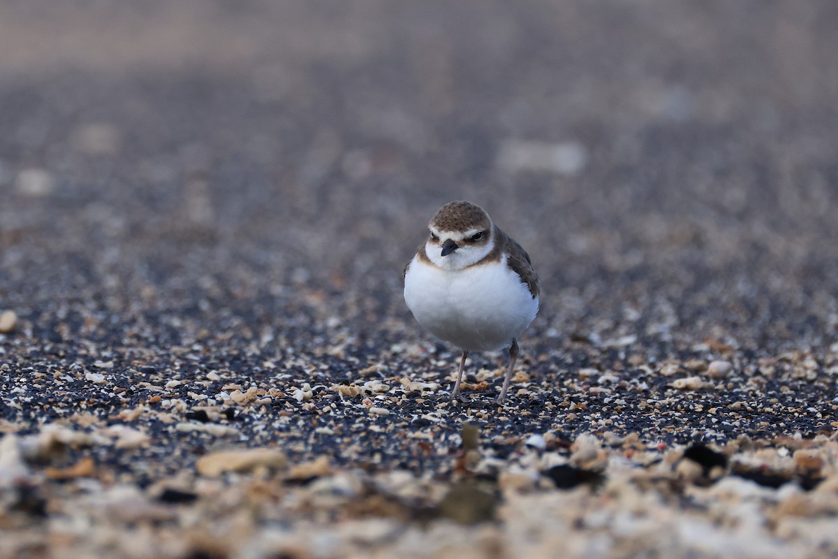 kulík jávský - ML646165499