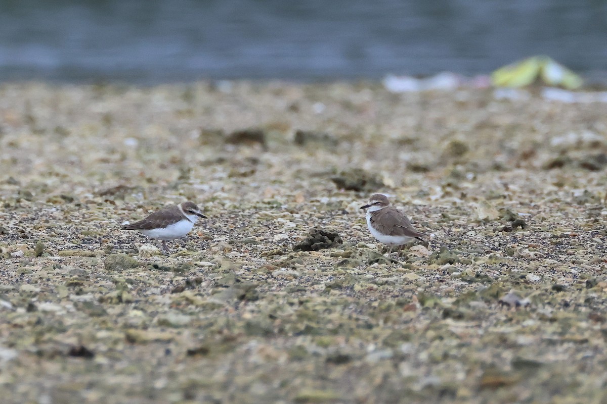 kulík jávský - ML646165500