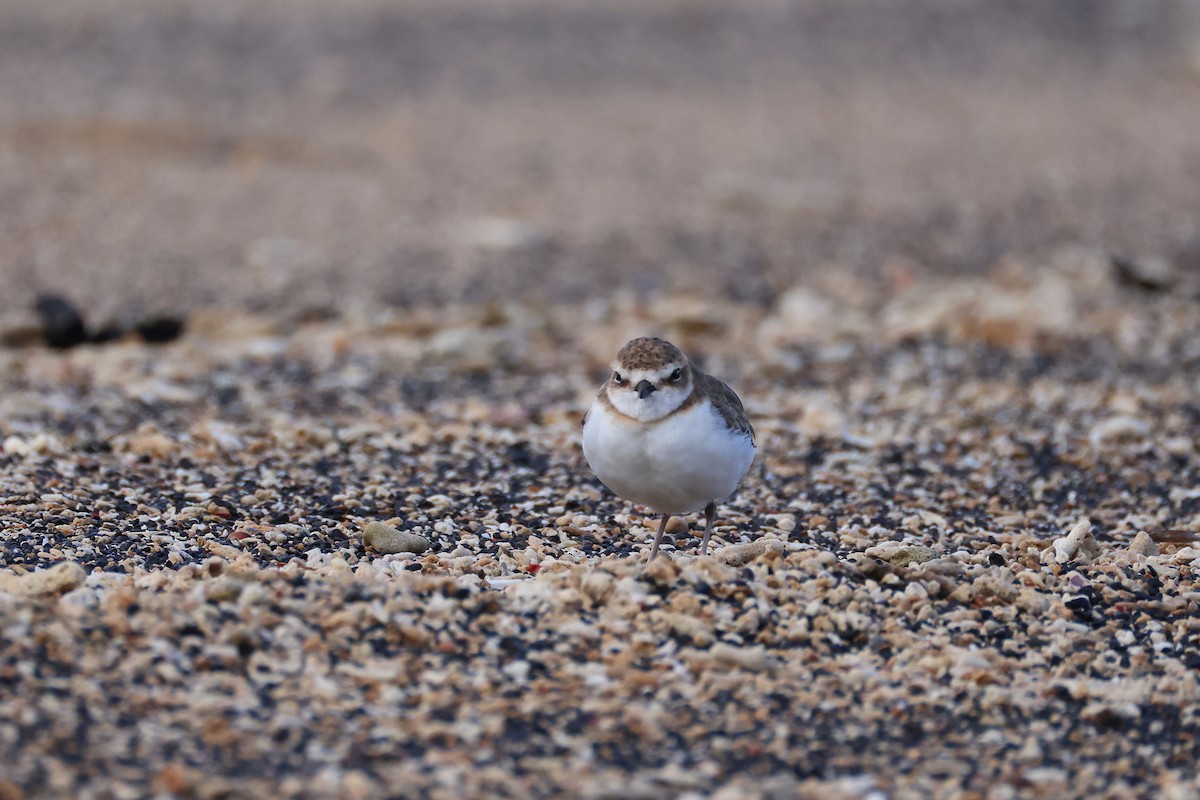 kulík jávský - ML646165501