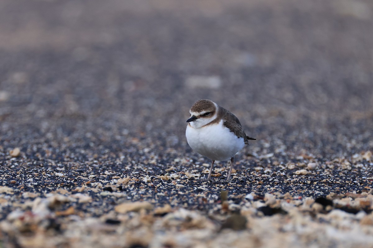 kulík jávský - ML646165502