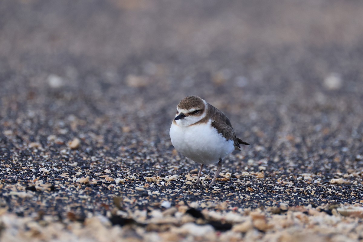 kulík jávský - ML646165504