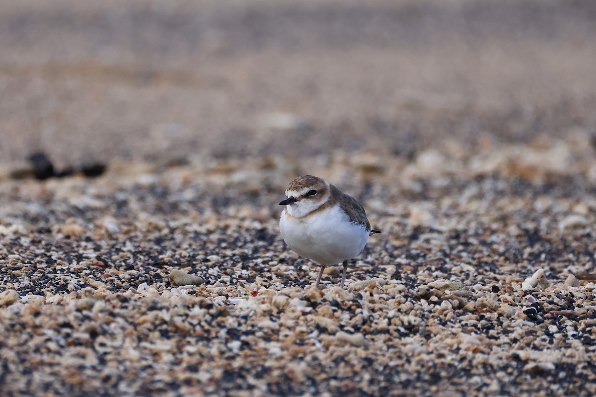 kulík jávský - ML646165505