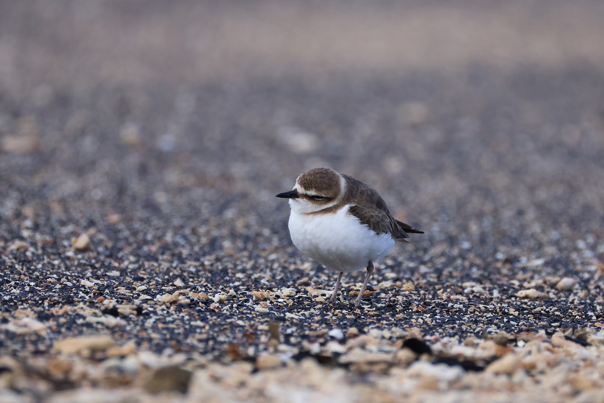 kulík jávský - ML646165506