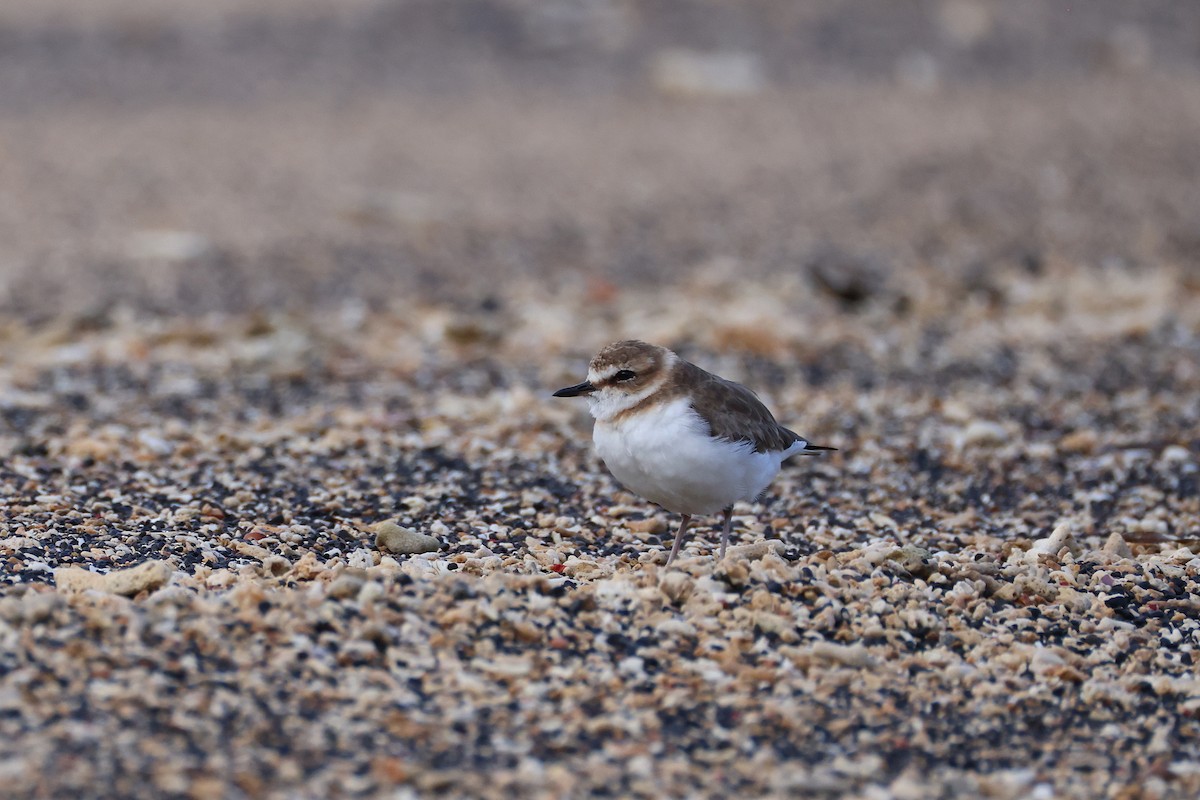 kulík jávský - ML646165507