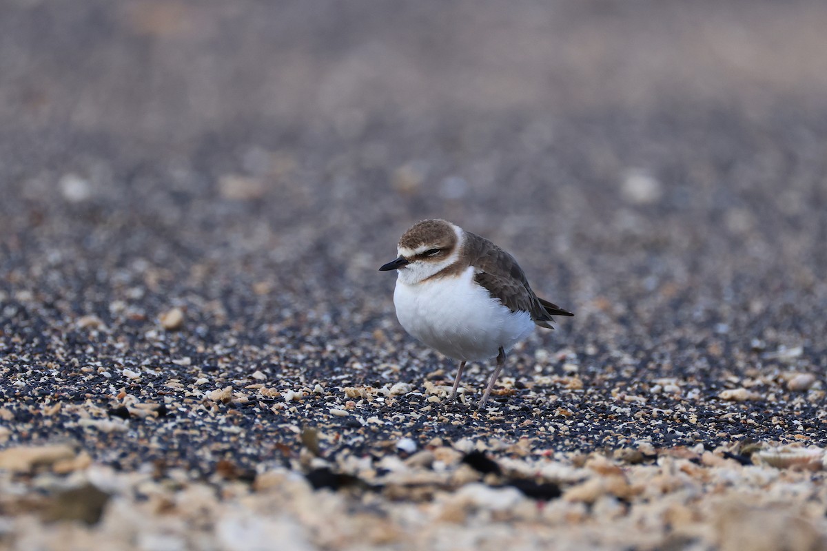 kulík jávský - ML646165508