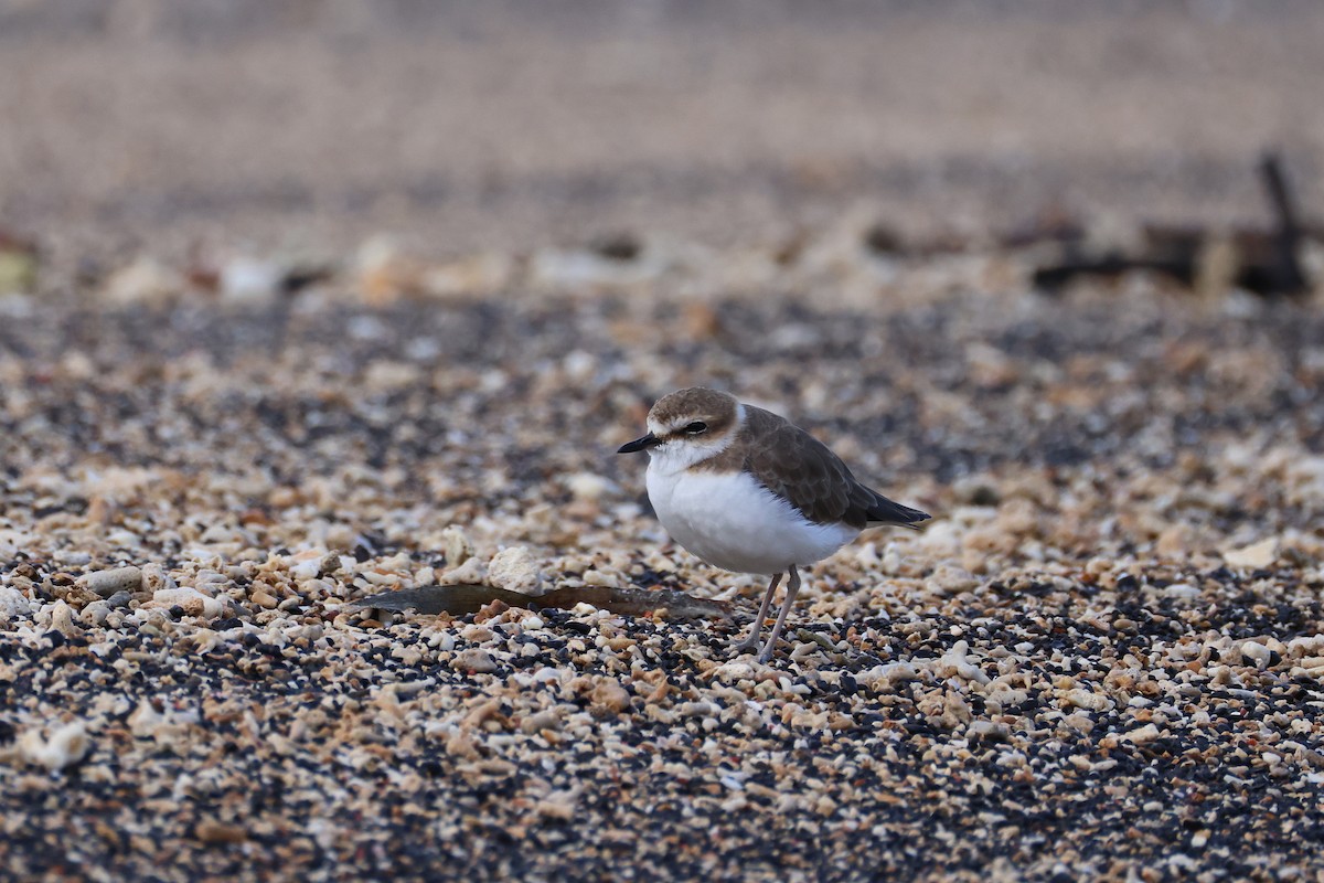 kulík jávský - ML646165509