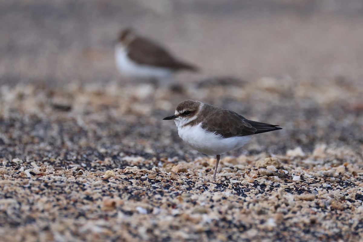 kulík jávský - ML646165510