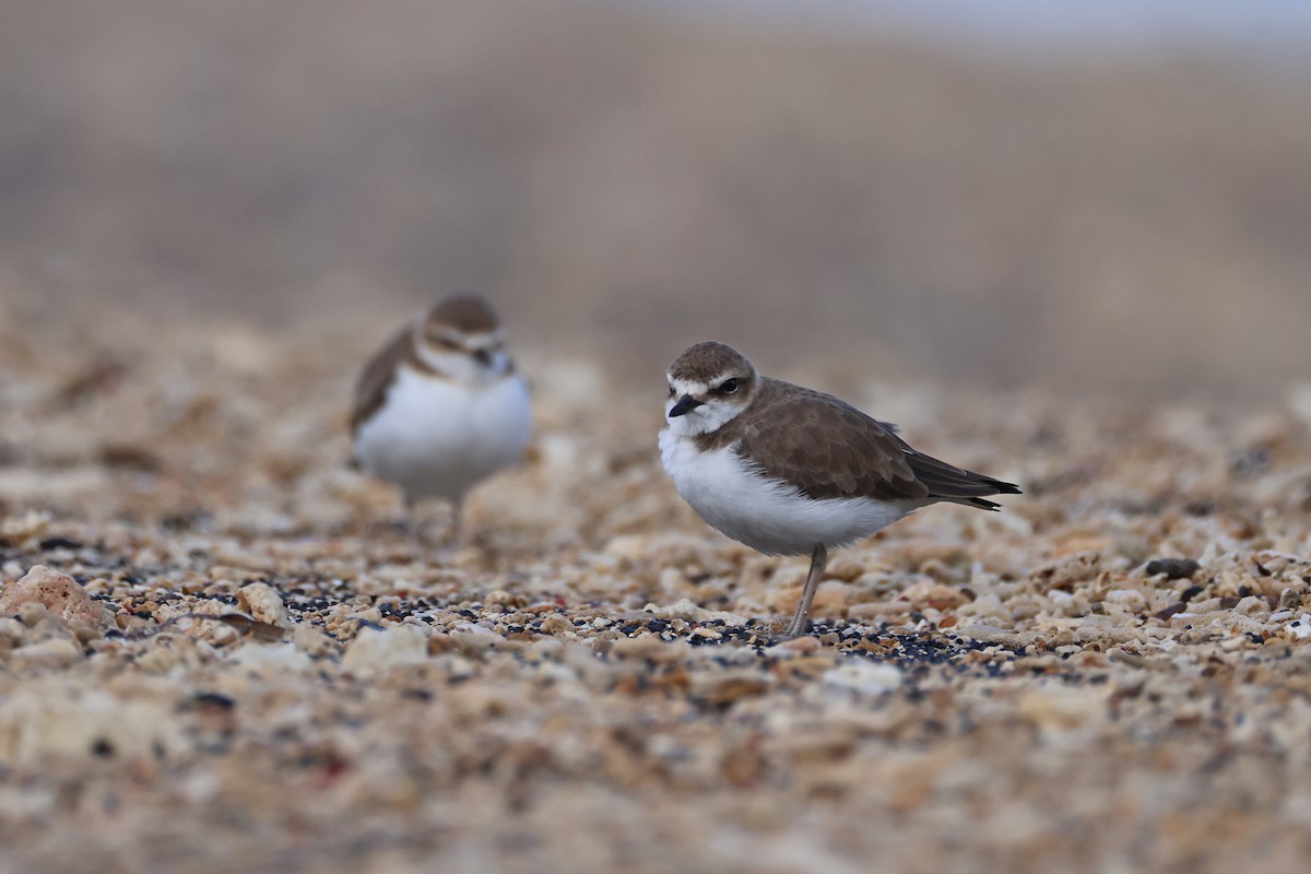 kulík jávský - ML646165511