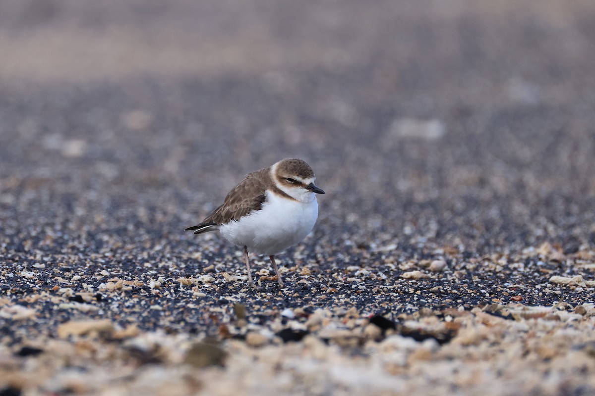 kulík jávský - ML646165512