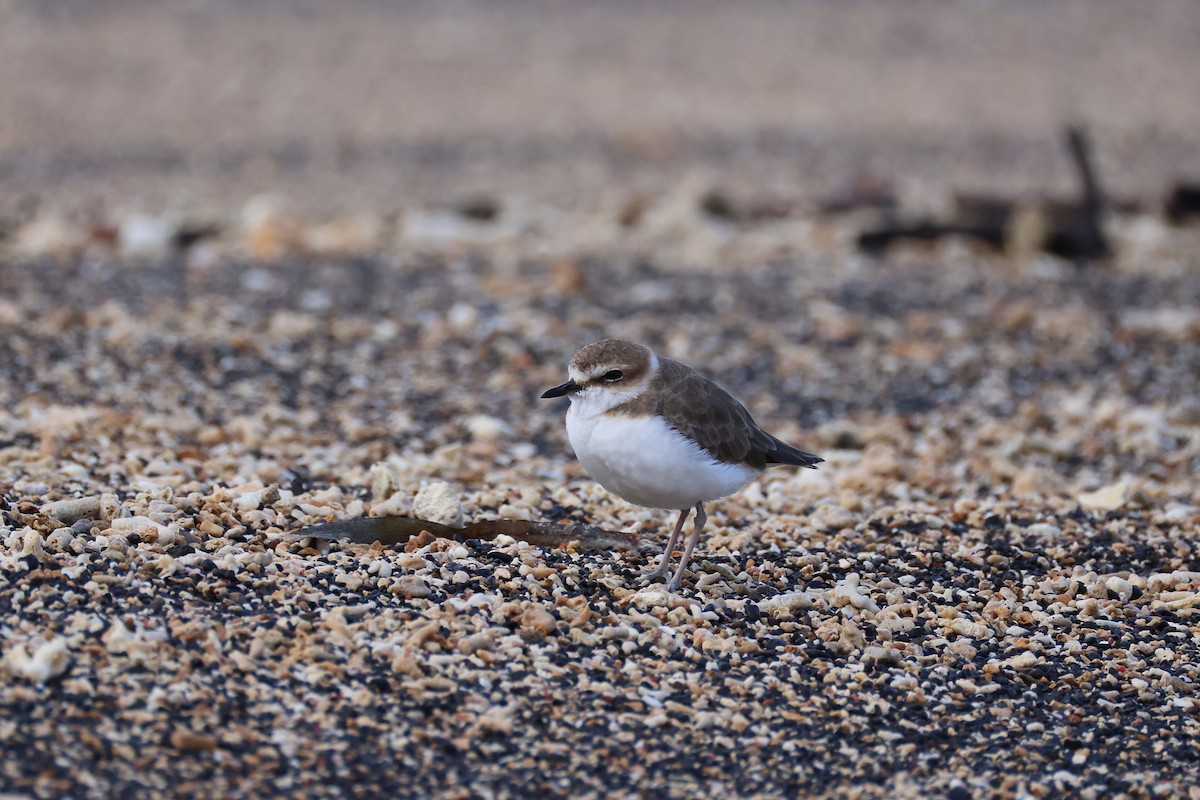 kulík jávský - ML646165513