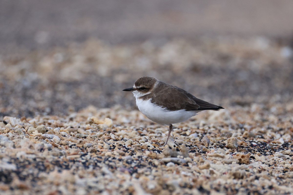 kulík jávský - ML646165514