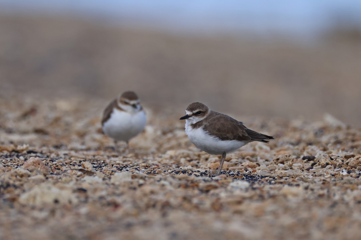 kulík jávský - ML646165515