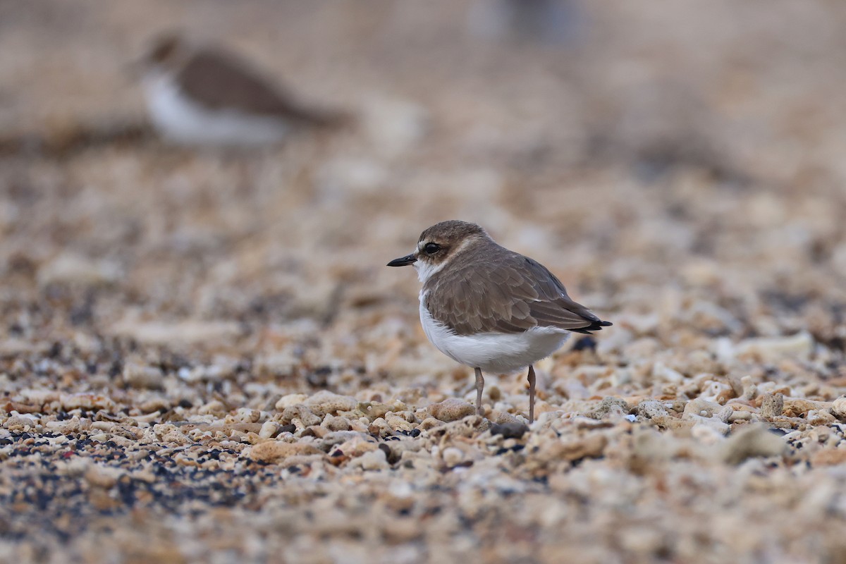 kulík jávský - ML646165516