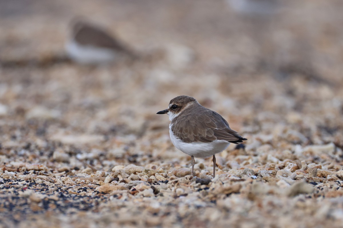 kulík jávský - ML646165517