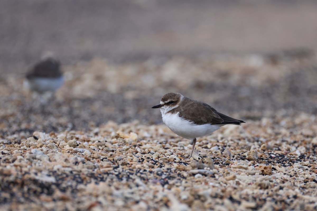 kulík jávský - ML646165518