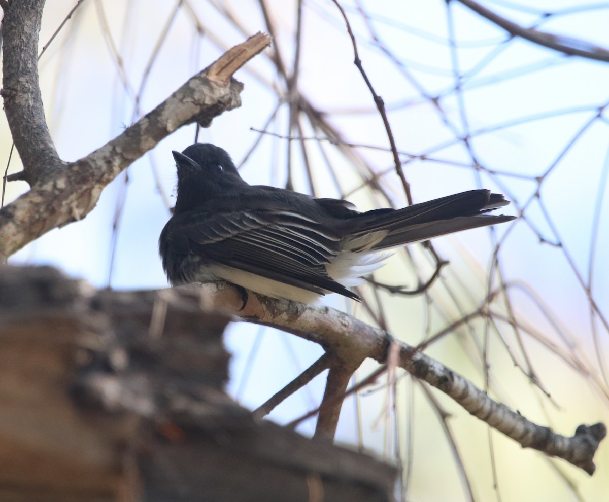 Black Phoebe - ML646165520