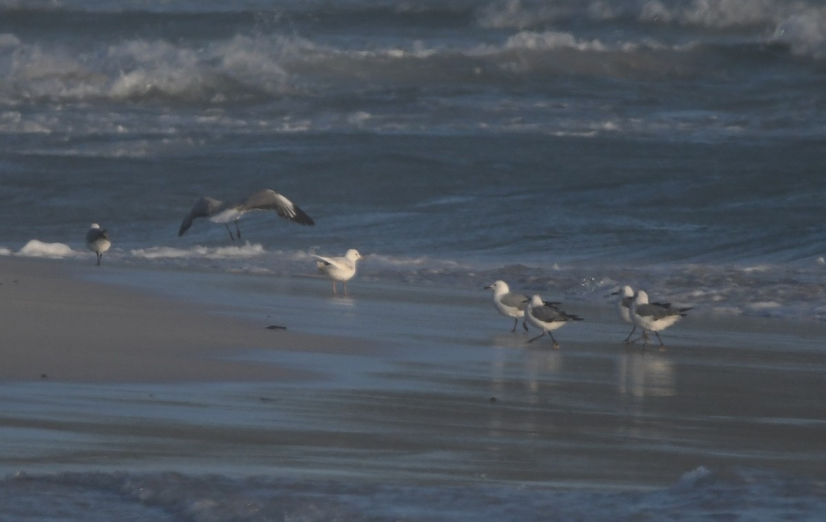 Hartlaub's Gull - ML646165523