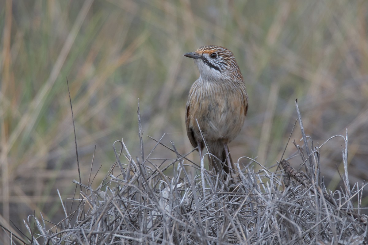Striated Grasswren - ML646165524