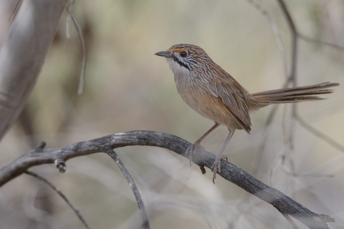 Striated Grasswren - ML646165525