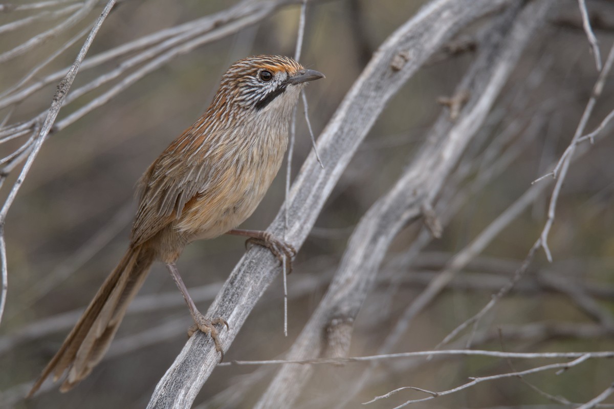 Striated Grasswren - ML646165526
