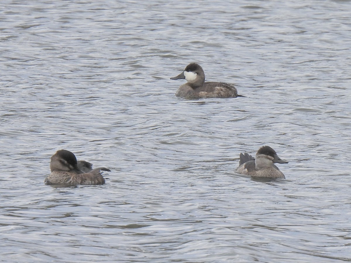 Ruddy Duck - ML646165527