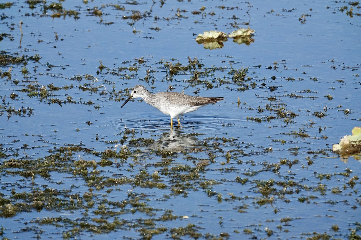 オオキアシシギ - ML646165529