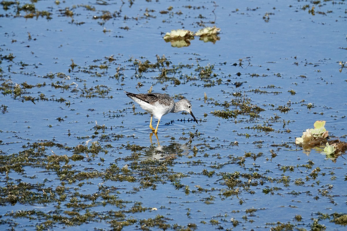 Greater Yellowlegs - ML646165530