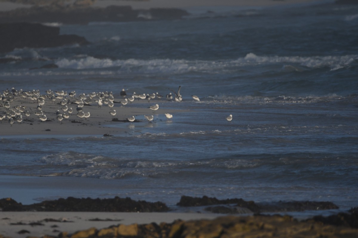 Hartlaub's Gull - ML646165531