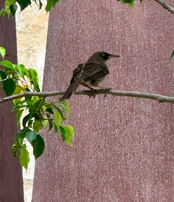 Pearly-eyed Thrasher - ML646165533