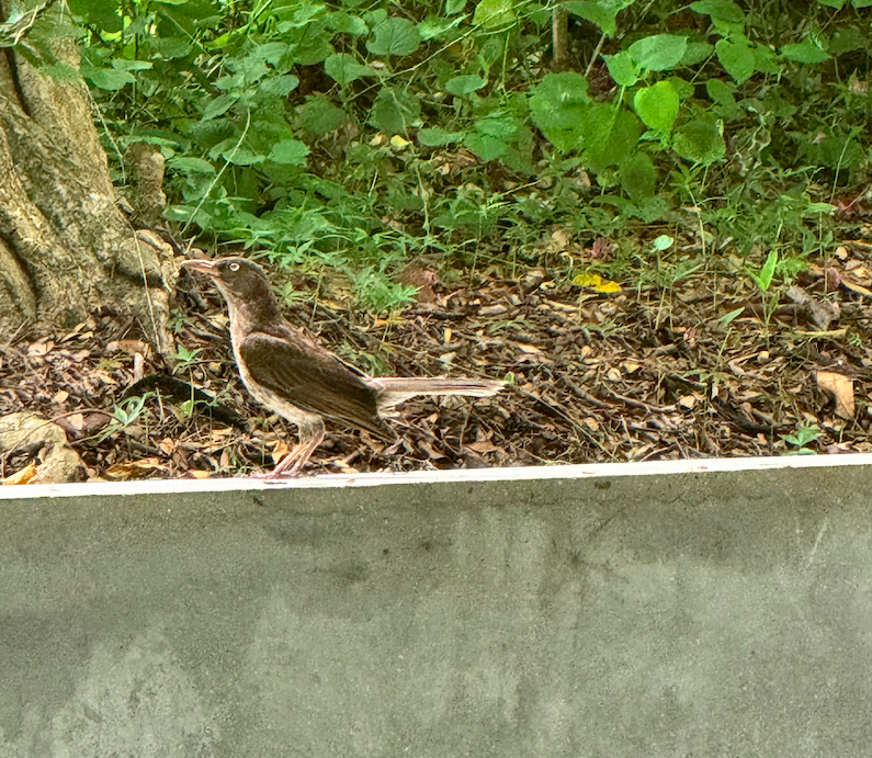 Pearly-eyed Thrasher - ML646165534