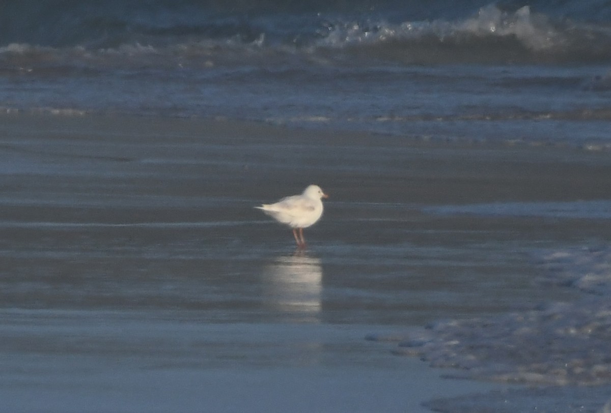 Hartlaub's Gull - ML646165535