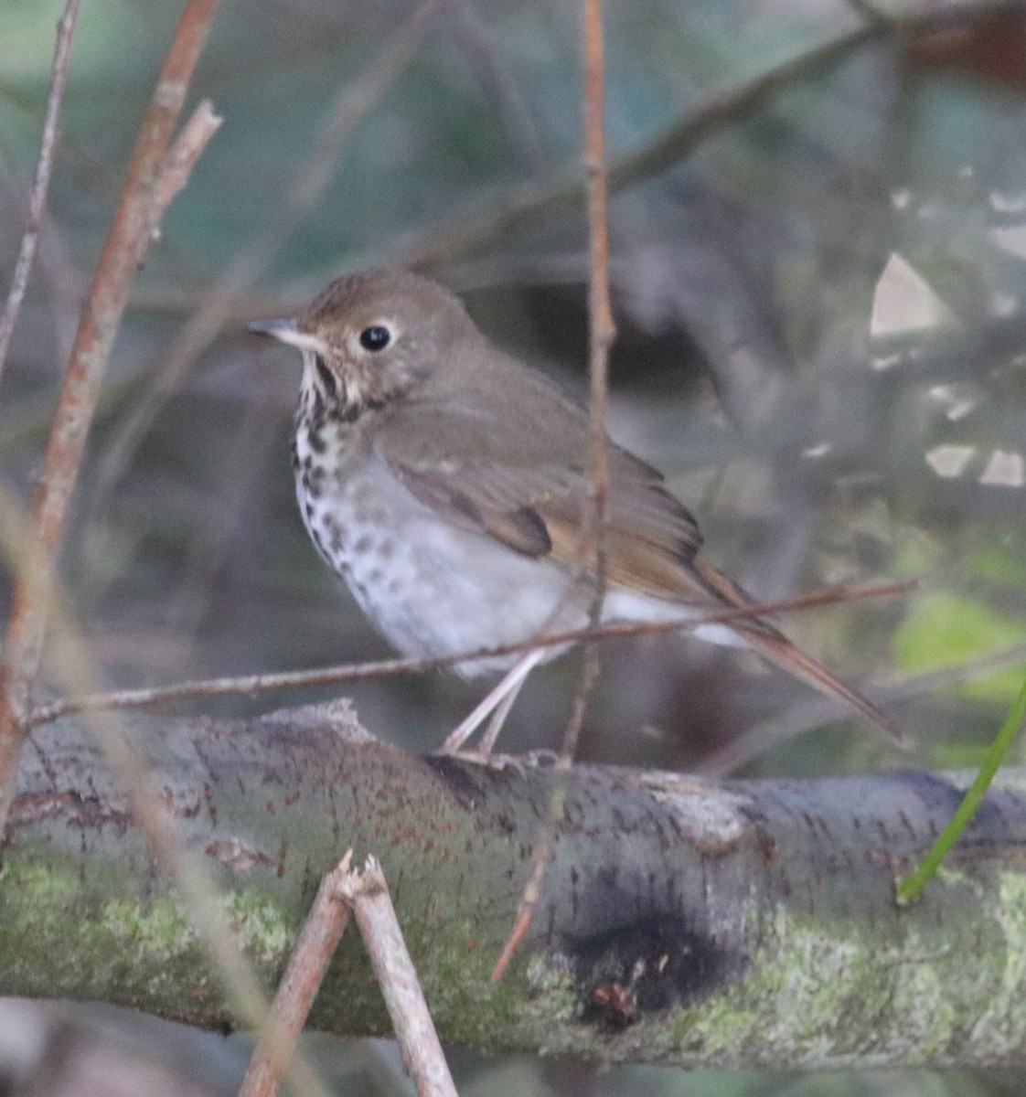 Hermit Thrush - ML646165536