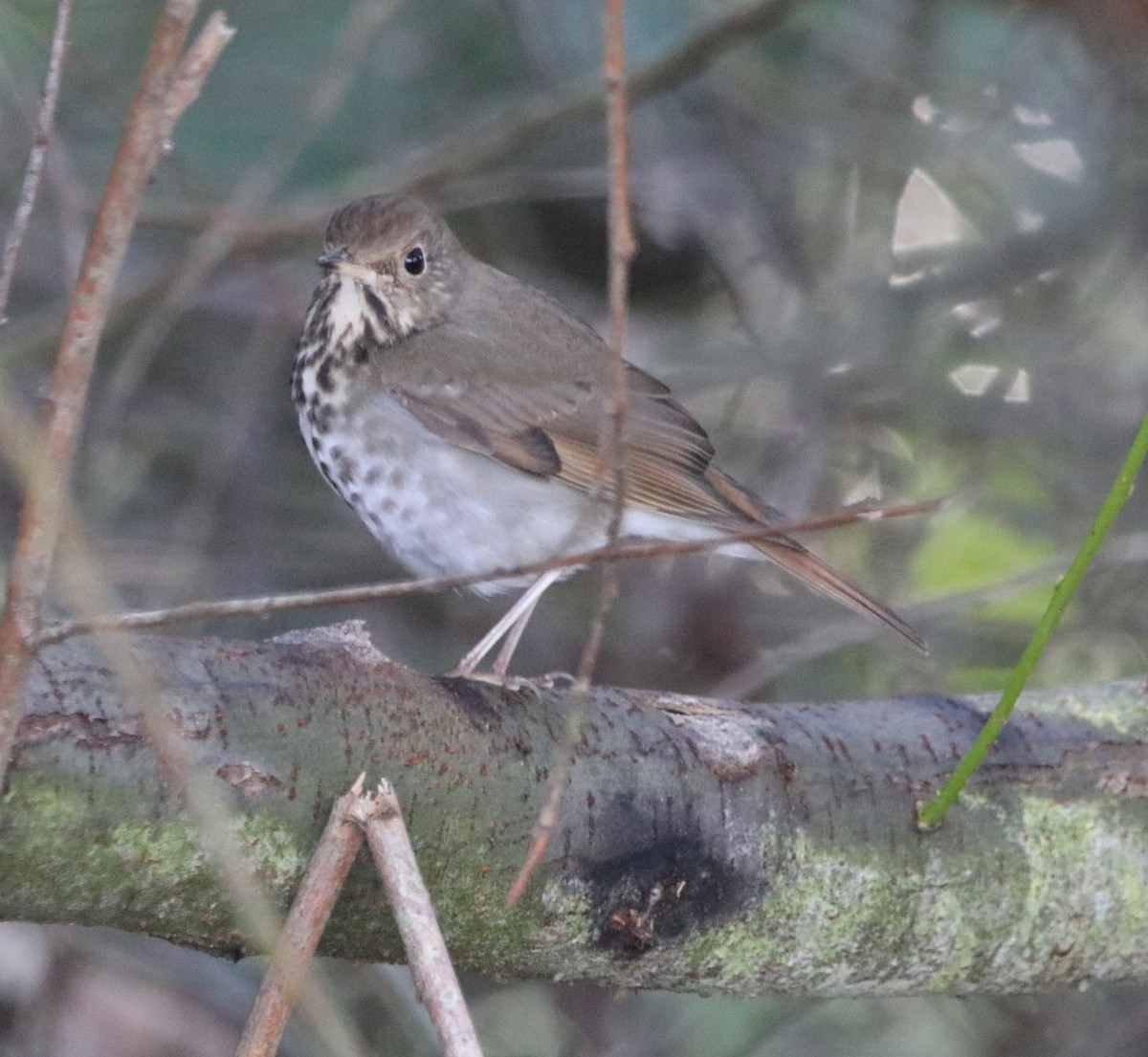 Hermit Thrush - ML646165537