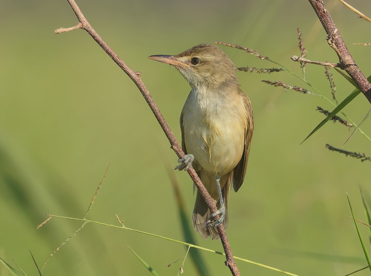 Oriental Reed Warbler - ML646165538