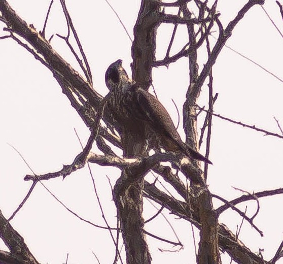 Peregrine Falcon - ML646165540