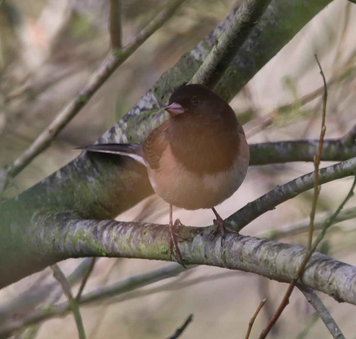 Dark-eyed Junco - ML646165541