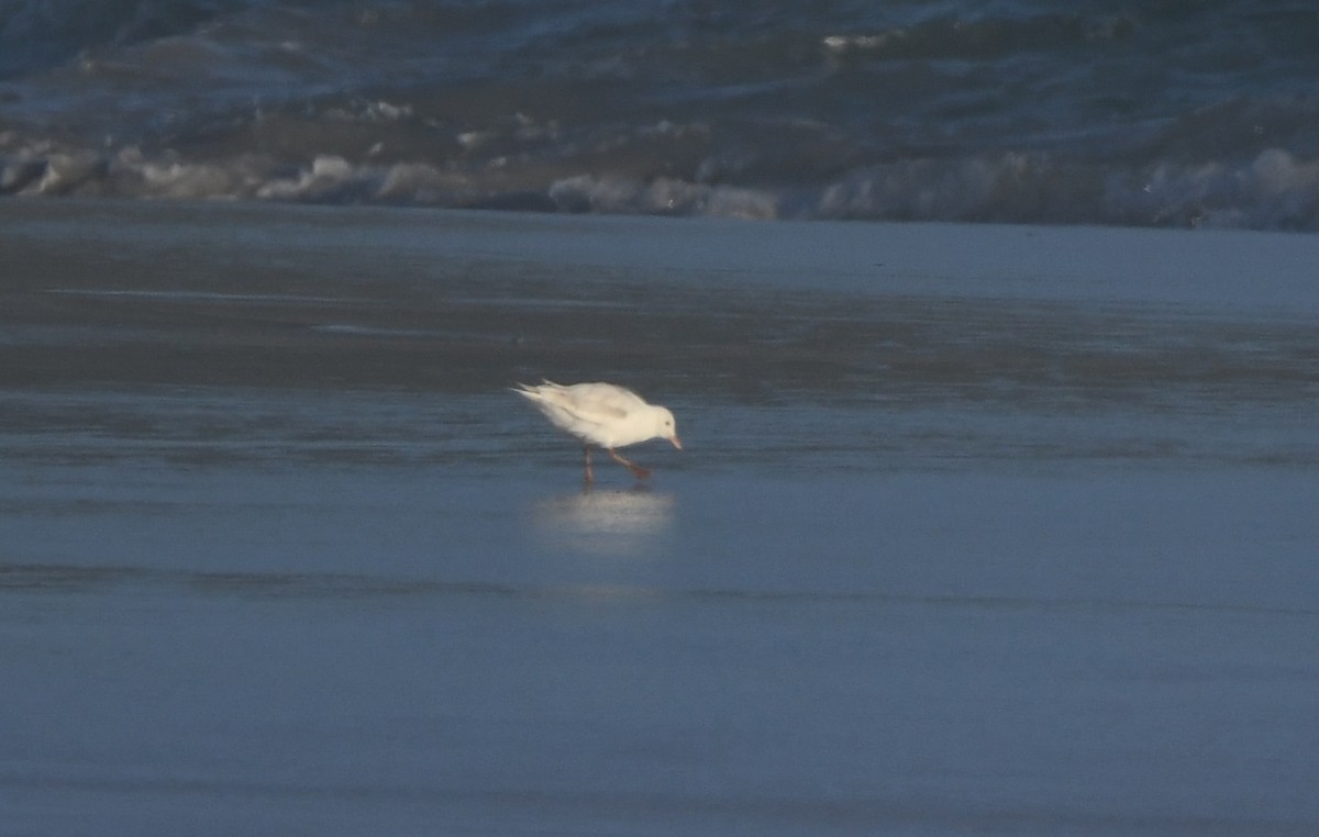 Hartlaub's Gull - ML646165542