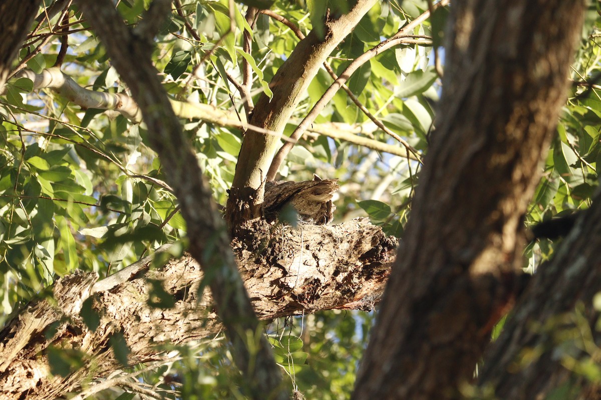 Tawny Frogmouth - ML646165543