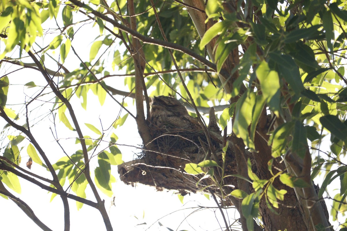 Tawny Frogmouth - ML646165544