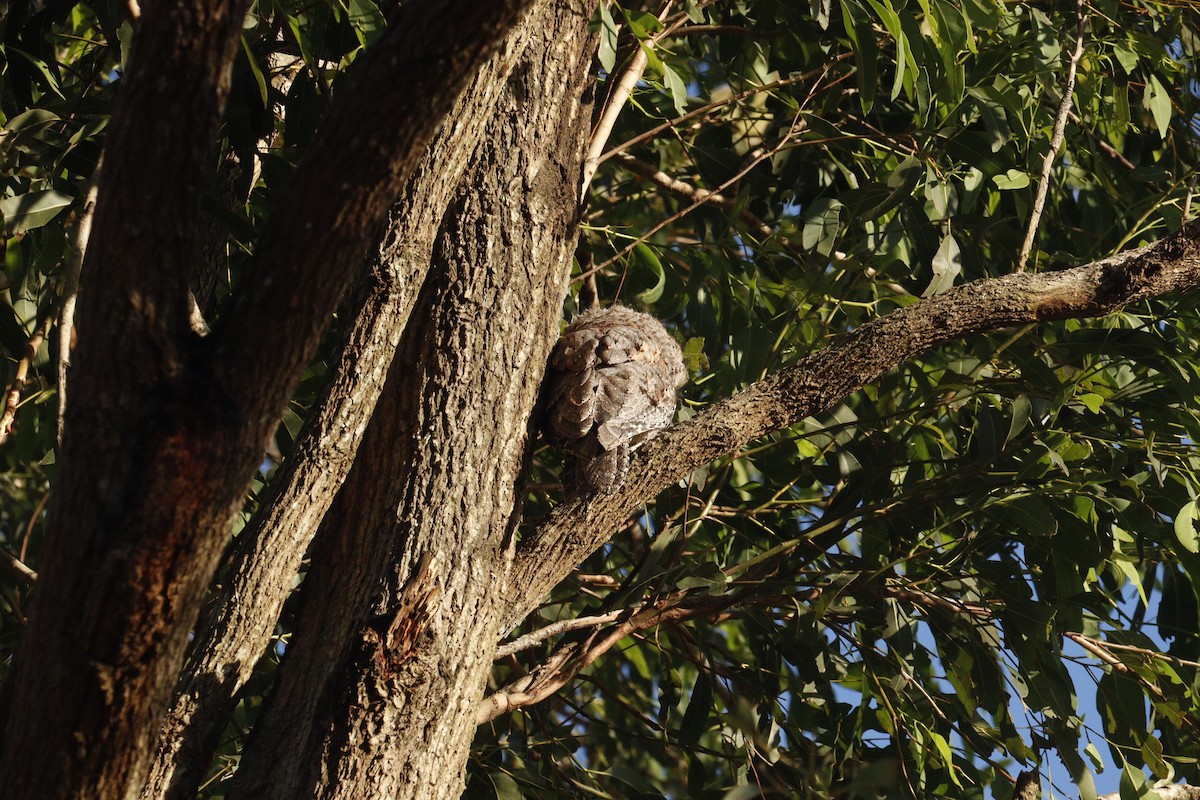 Tawny Frogmouth - ML646165545
