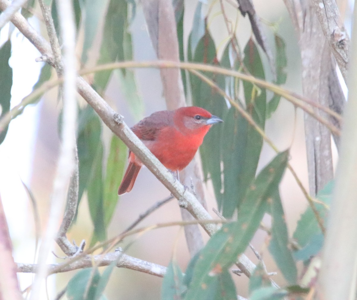 Hepatic Tanager - ML646165546