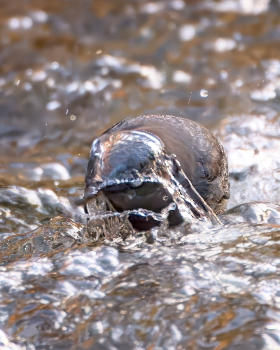 American Dipper - ML646165547